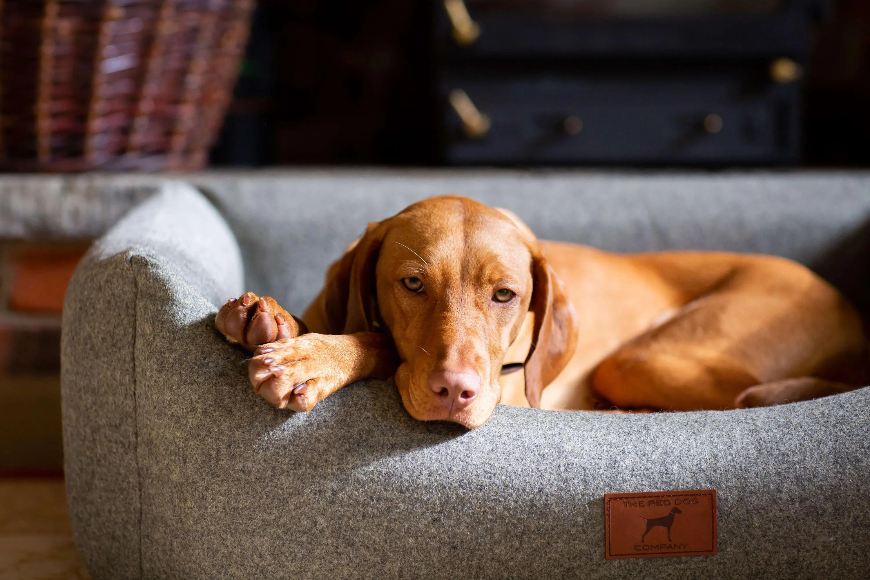 Slate Grey Classic Dog Bed